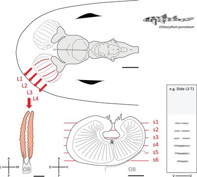 Multimodal Imaging and Analysis of the Neuroanatomical Organization of the Primary Olfactory Inputs in the Brownbanded Bamboo Shark, Chiloscyllium punctatum